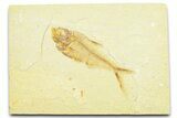 Detailed Fossil Fish (Diplomystus) - Wyoming #372314-1